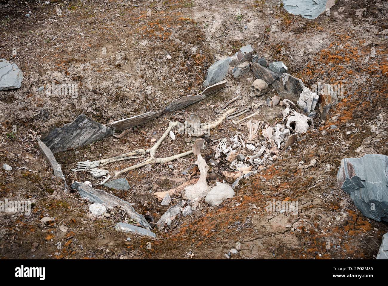 Archäologische Ausgrabungen. Menschliche Überreste, Skelettknochen und Schädel im Grab. Stockfoto