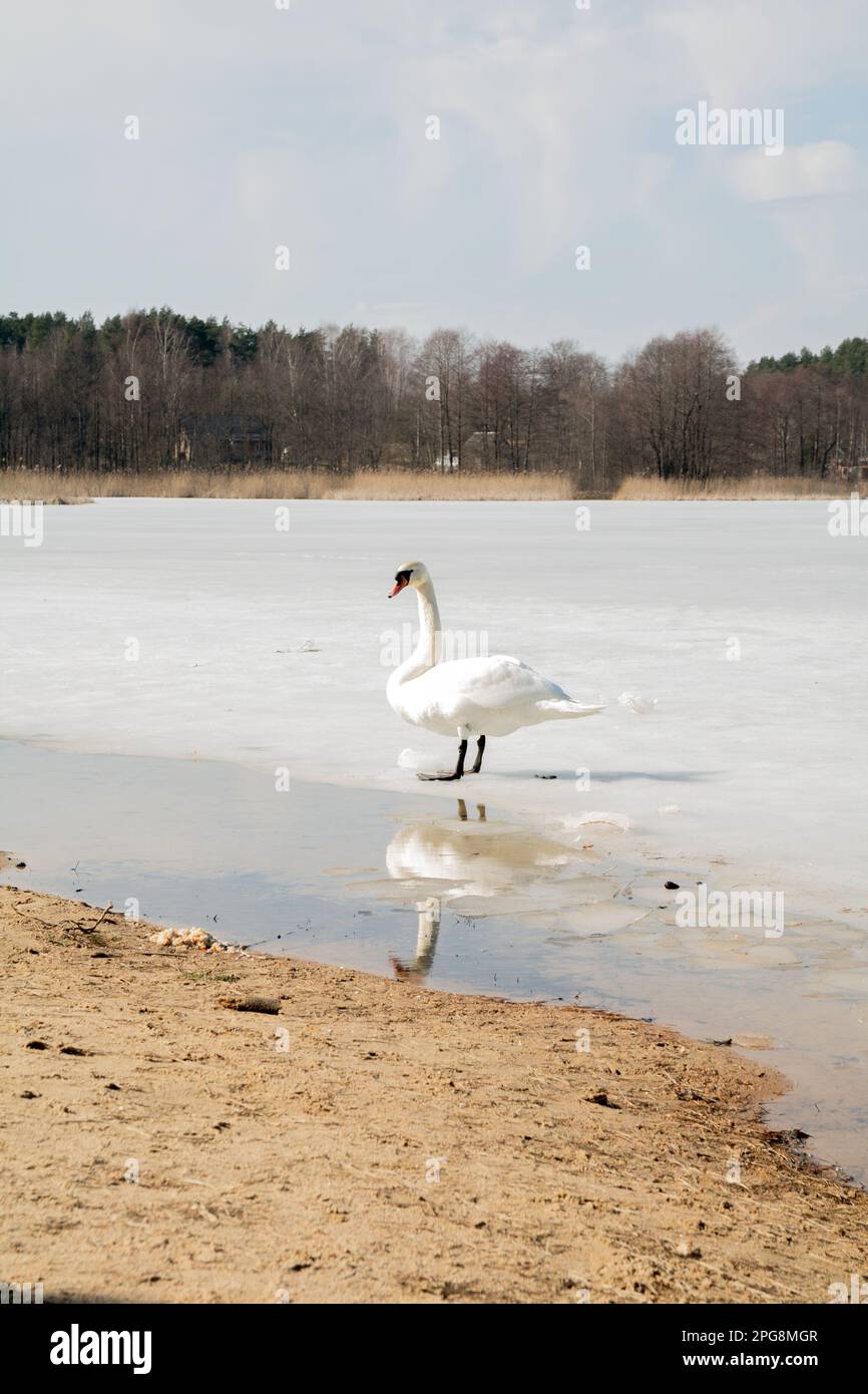 Fotoschwan auf einem gefrorenen See in der Nähe des Strandes Stockfoto