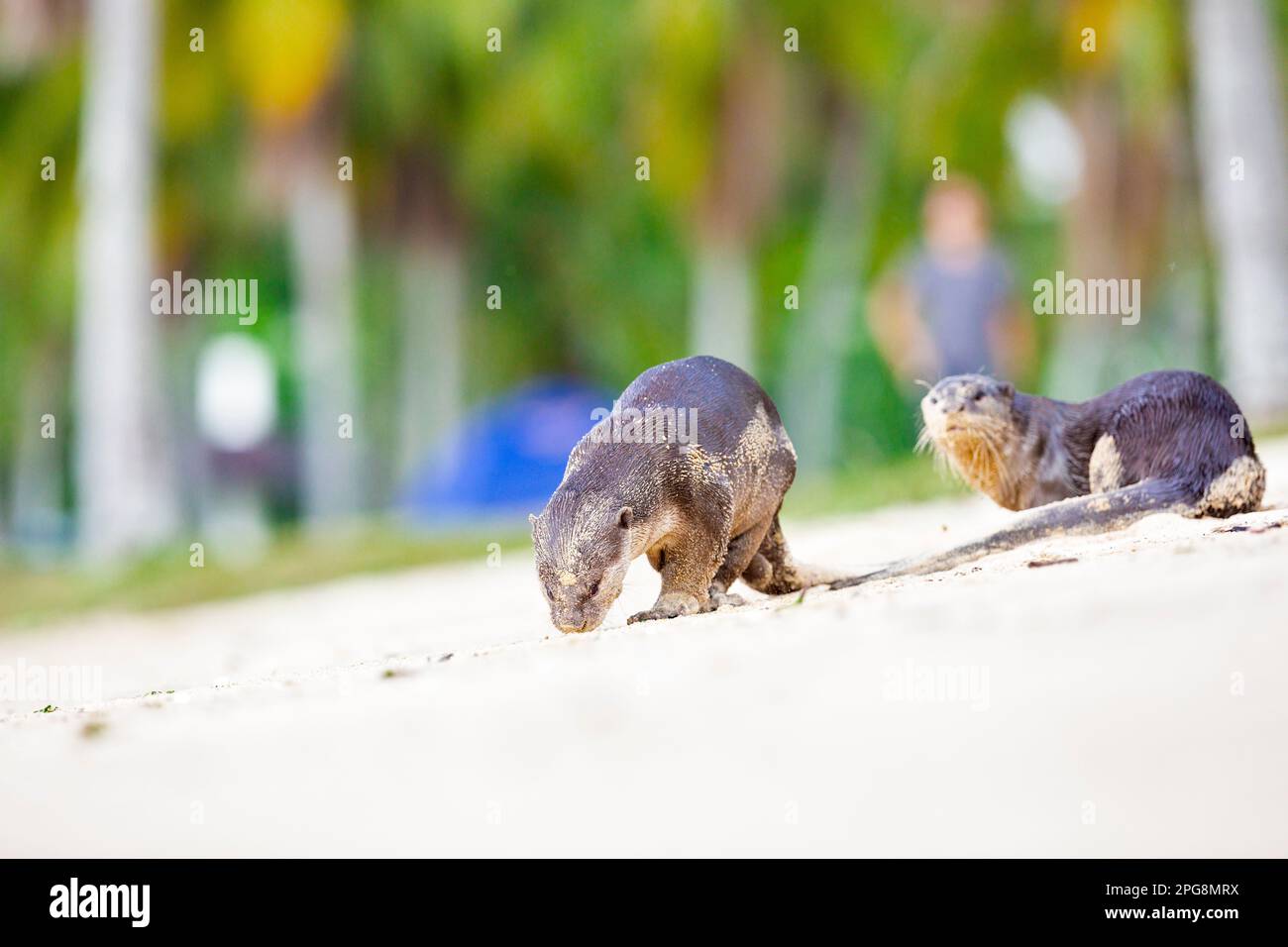 Ein Paar glatt beschichtete Otter, die den Duft im Sand eines Strands als Teil des territorialen Verhaltens, Singapur, überprüfen. Stockfoto