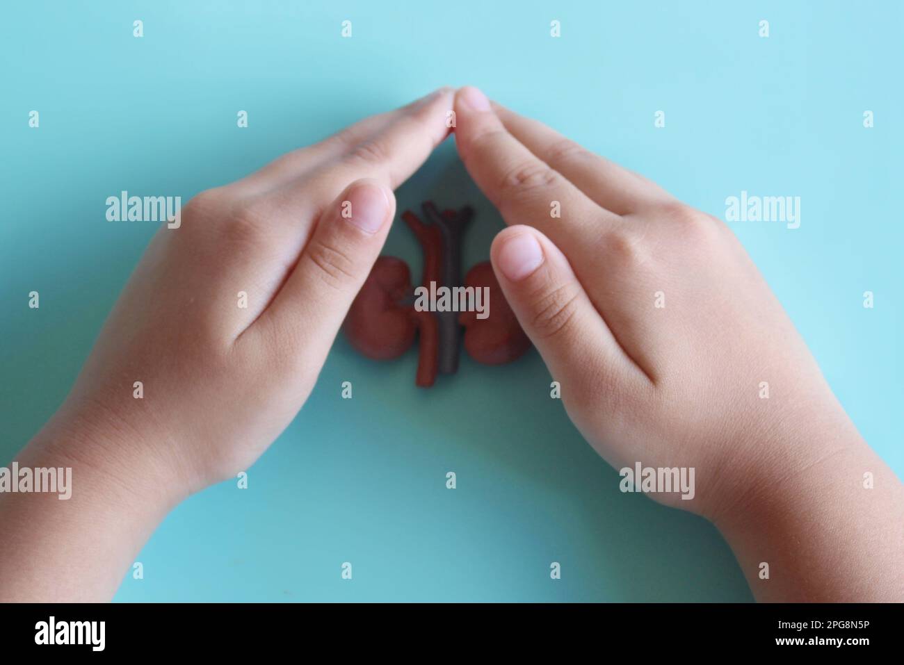 Das Handbedeckungsnierenmodell. Ein Symbol des Schutzes und der Vorbeugung von Nierenkrankheiten Stockfoto
