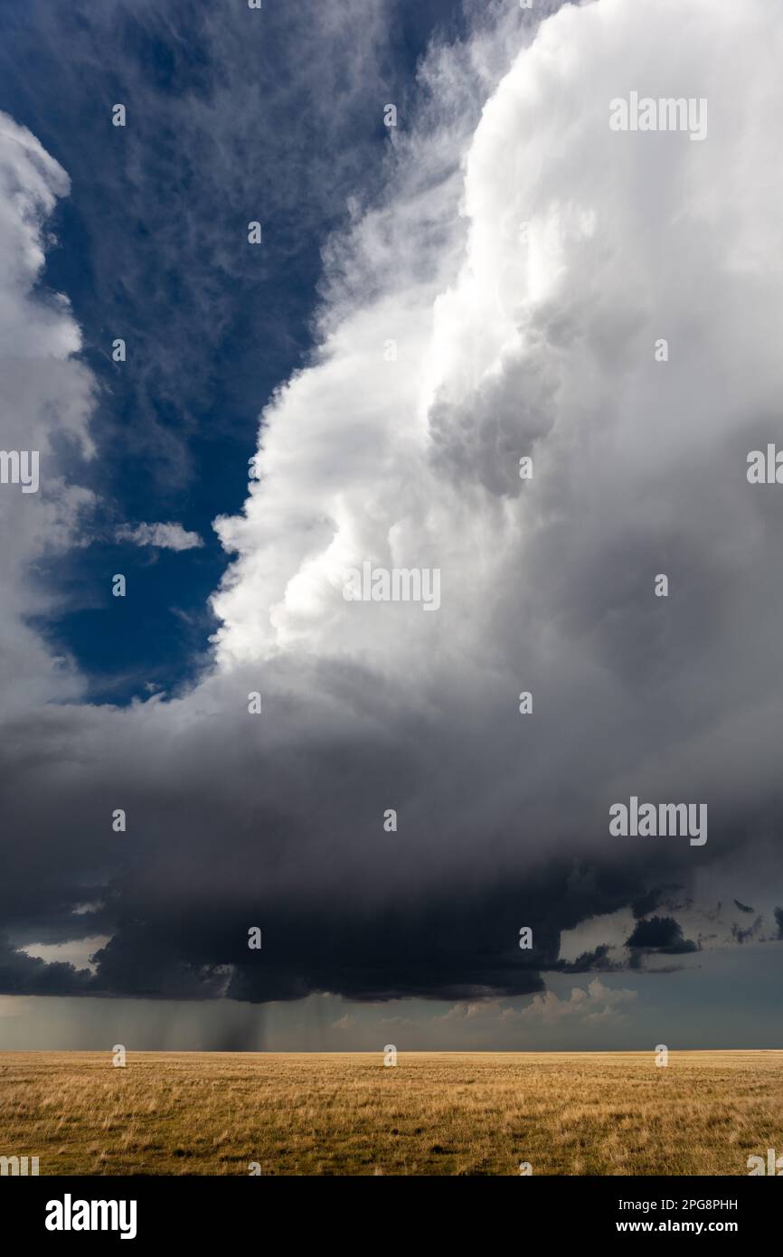 Dramatische Wolkenlandschaft mit sich entwickelndem Gewitter, Cumulonimbuswolke über einem Weizenfeld in Kansas Stockfoto