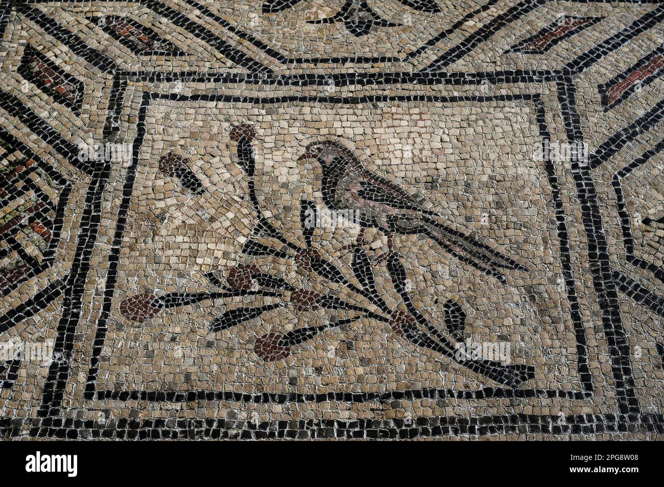 Die Seligen im Paradies, symbolisiert durch einen Vogel auf einem Ast: Inmitten der frühen christlichen Motive und Embleme, die in farbigen Tesseren auf dem riesigen Mosaikpflaster der Basilica di Santa Maria Assunta in Aquileia, Friaul Venezia Giulia, Italien erhalten wurden. Die Kirche wurde kurz nach dem 313 v. Chr. ergangenen Erlass von Mailand gegründet, der im gesamten Römischen Reich religiöse Freiheit verkündete. Stockfoto