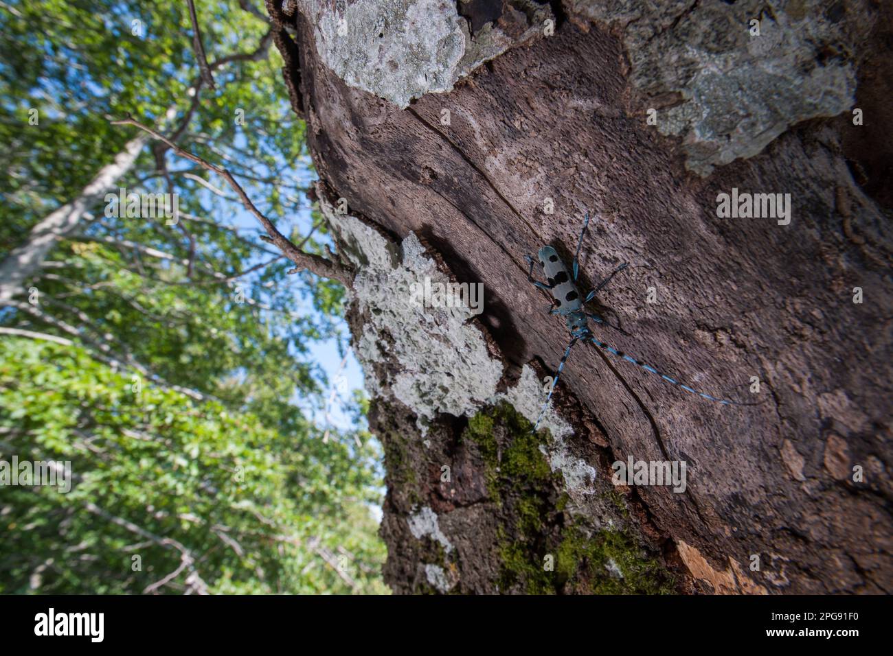 rosalia alpina, monti alburni, parco nazionale del cilento e vallo di diano, ottati, salerno, kampanien, italien, Stockfoto