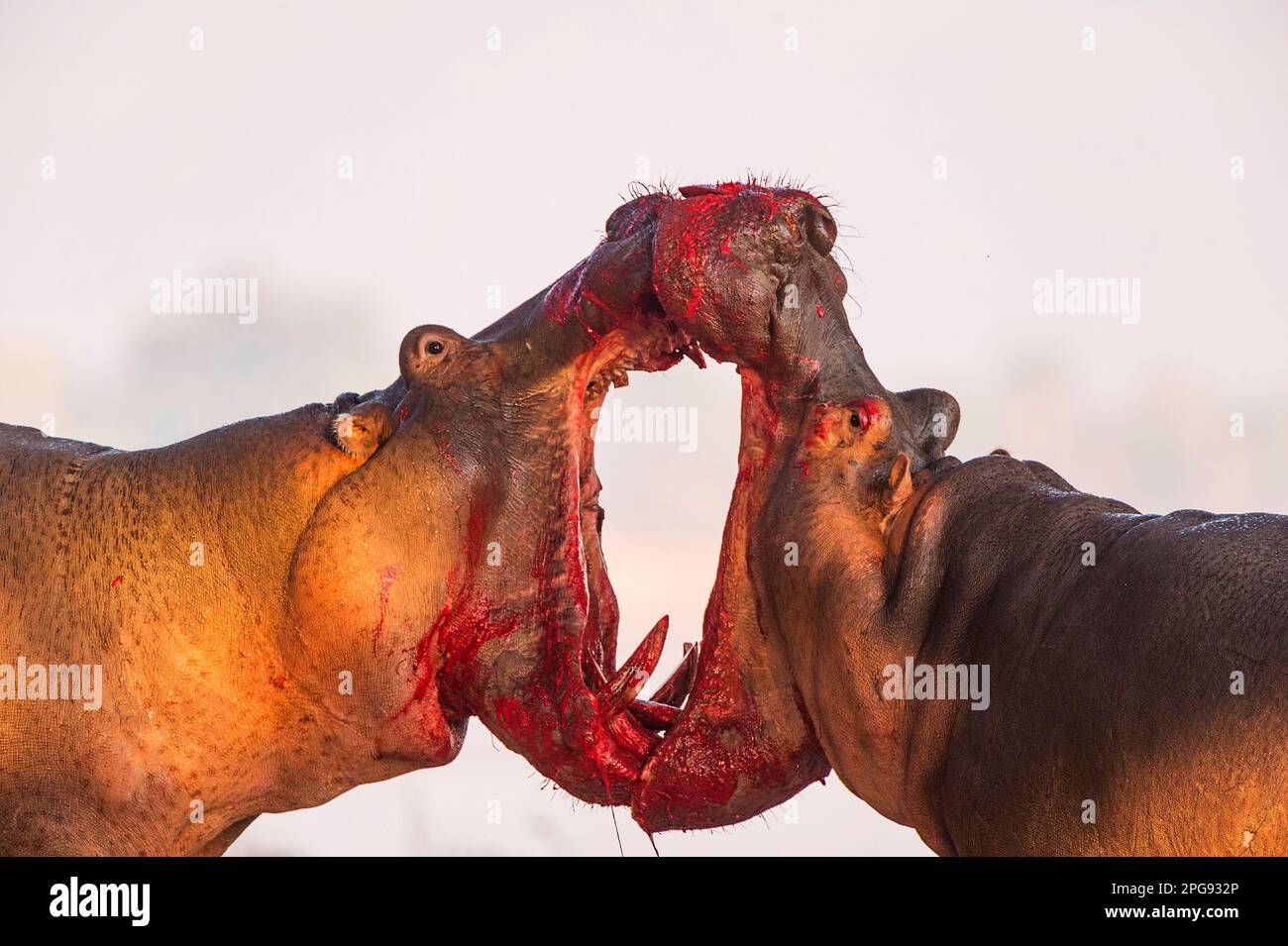 Zwei große Bullen Hippopotamus, Hippopotamus Amphibius, kämpfen an Land im Mana Pools National Park in Simbabwe. Stockfoto
