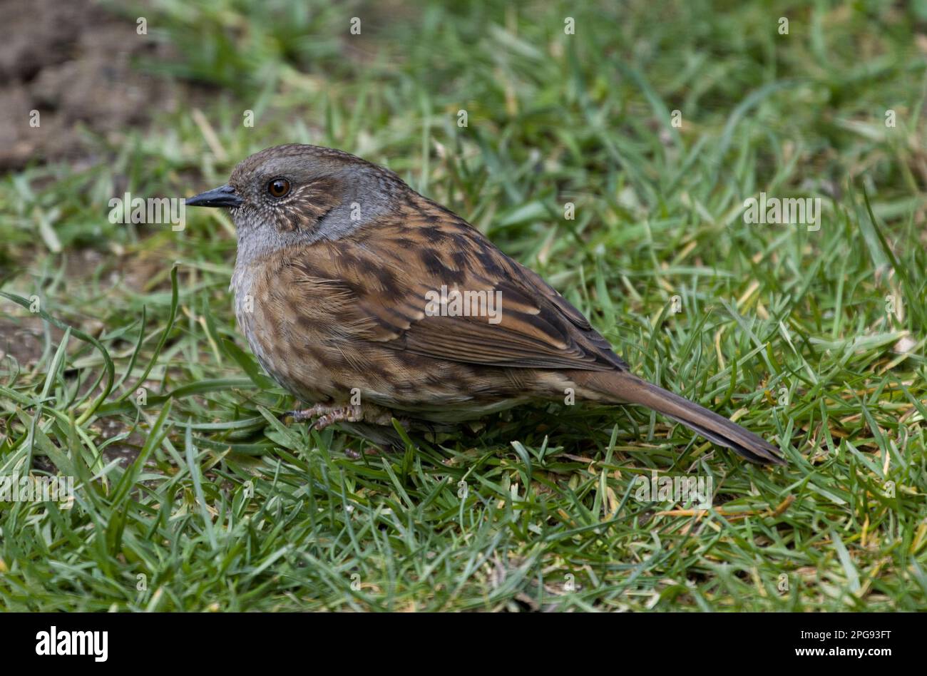 Dunnock Hedge Sparrow Stockfoto
