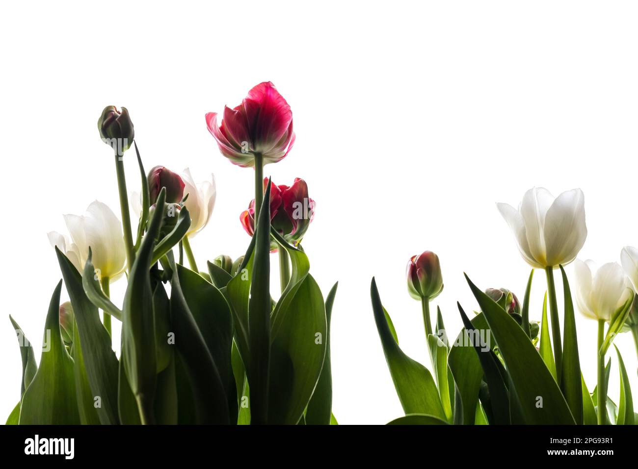 Rote und weiße Tulpenblüten isoliert auf weißem Hintergrund, Nahaufnahme im Studio mit selektivem Fokus Stockfoto