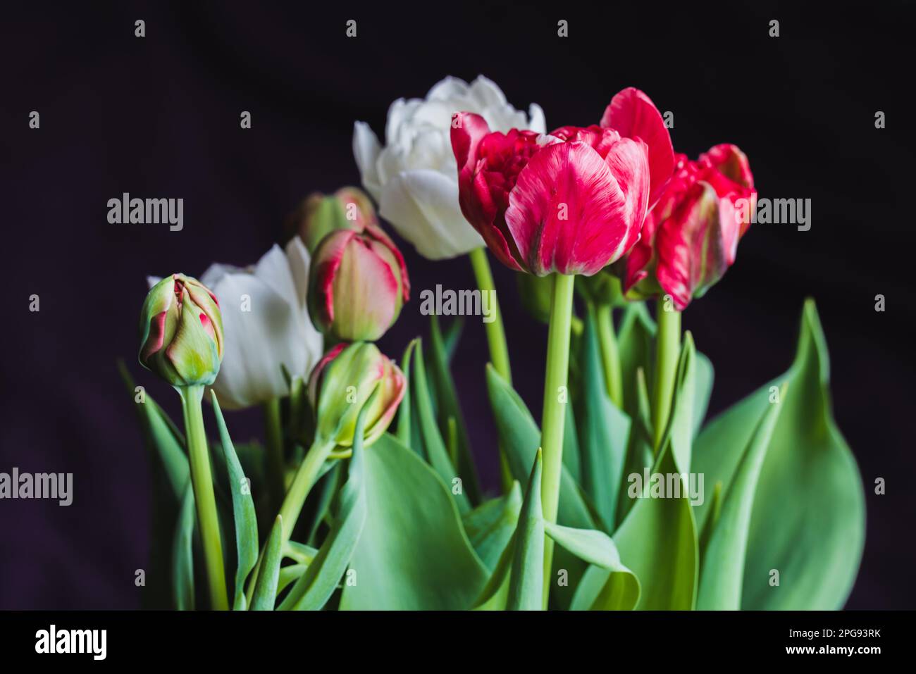 Farbenfrohe Tulpenblüten auf dunklem Hintergrund, Nahaufnahme im Studio mit selektivem Weichzeichner Stockfoto Farbenfrohe Tulpenblüten auf dunklem Hintergrund, Nahaufnahme im Studio mit selektivem Weichzeichner Stockfoto