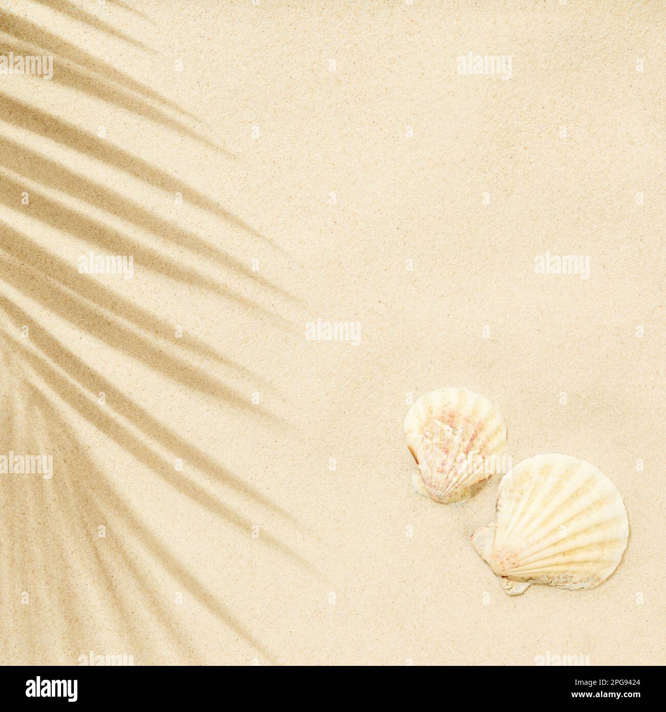 Weißer Sandstrand mit Palmenblättern und Muscheln im Schatten. Reise- und Urlaubskonzepthintergrund. Draufsicht, flach liegend Stockfoto