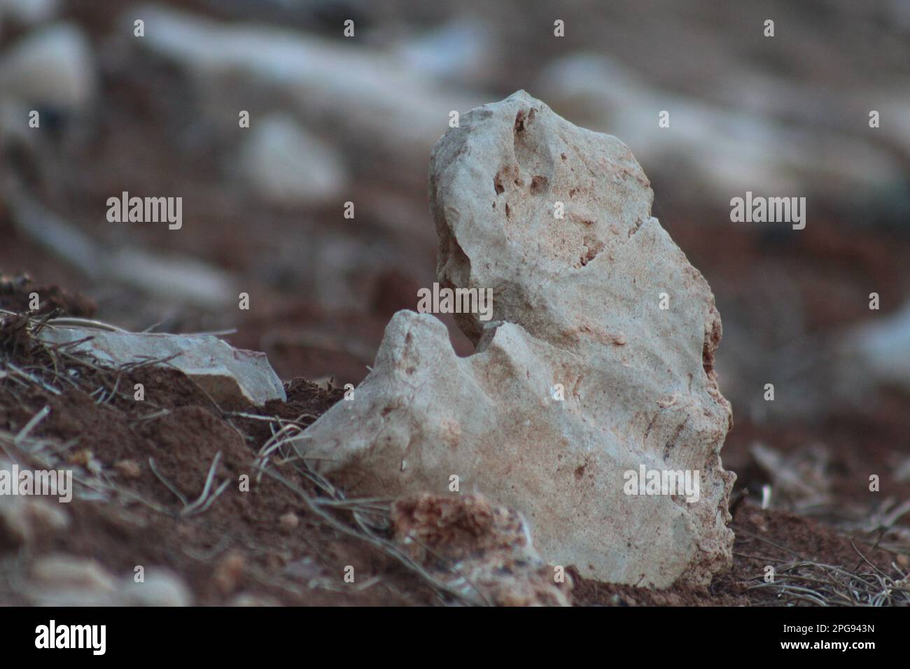 Ein kleiner Navajo-Sandstein, der aus dem Boden ragt. Kleinere Kieselsteine und flache Steine liegen um ihn herum. Stockfoto