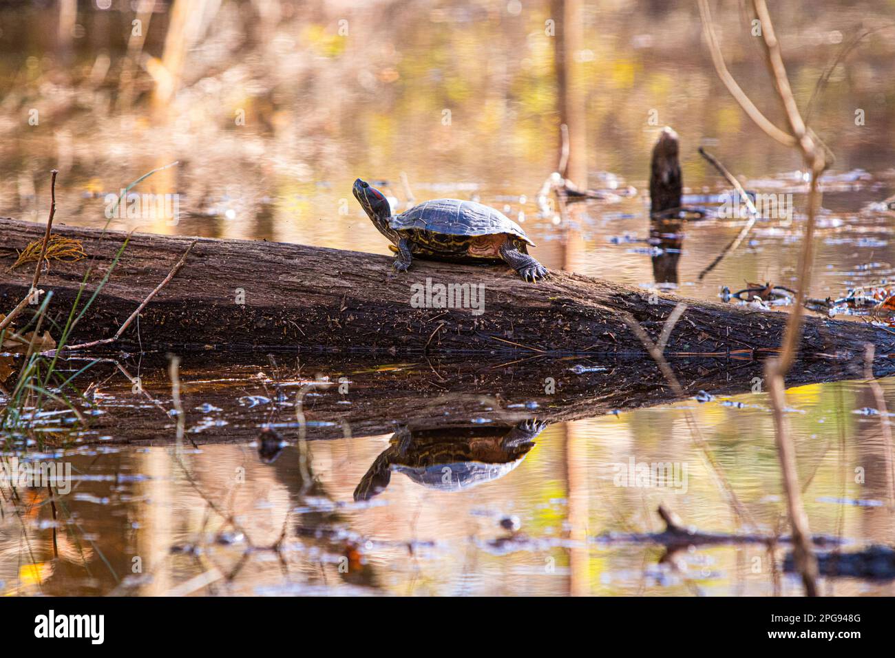 Eine Schildkröte Sonnenbaden auf einem Log in a Lake mit einer wunderschönen Reflexion im Wasser Stockfoto