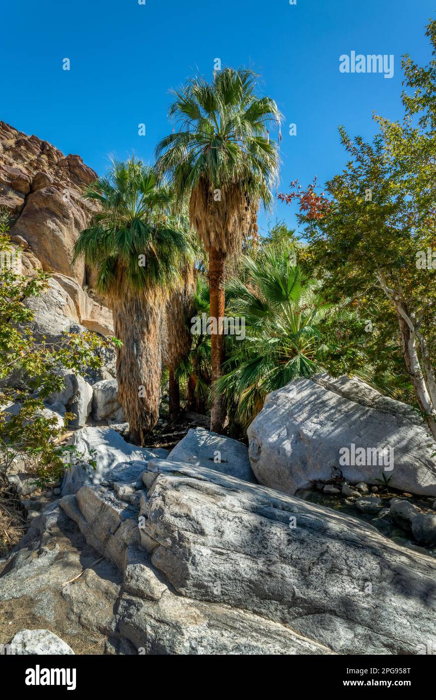 Washingtonia Filiferas, einheimische kalifornische Palmen in Indian Canyons, Palm Springs Stockfoto