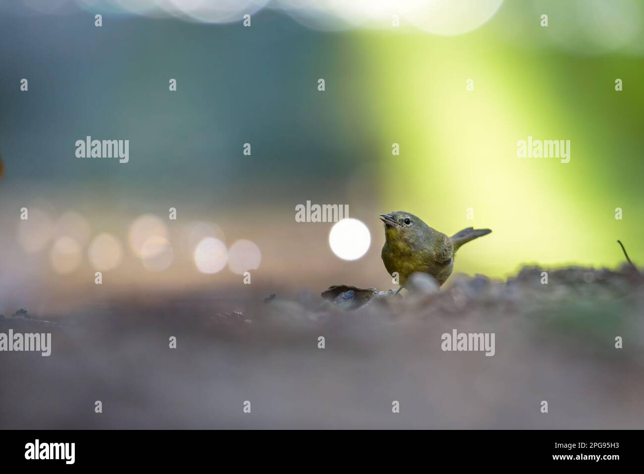 GUADALAJARA, JALISCO/MEXIKO - 17. MÄRZ 2021. Ein Orangenkronenwarbler (Leiothlypis celata), der Wasser aus einem kleinen Bach trinkt. Stockfoto