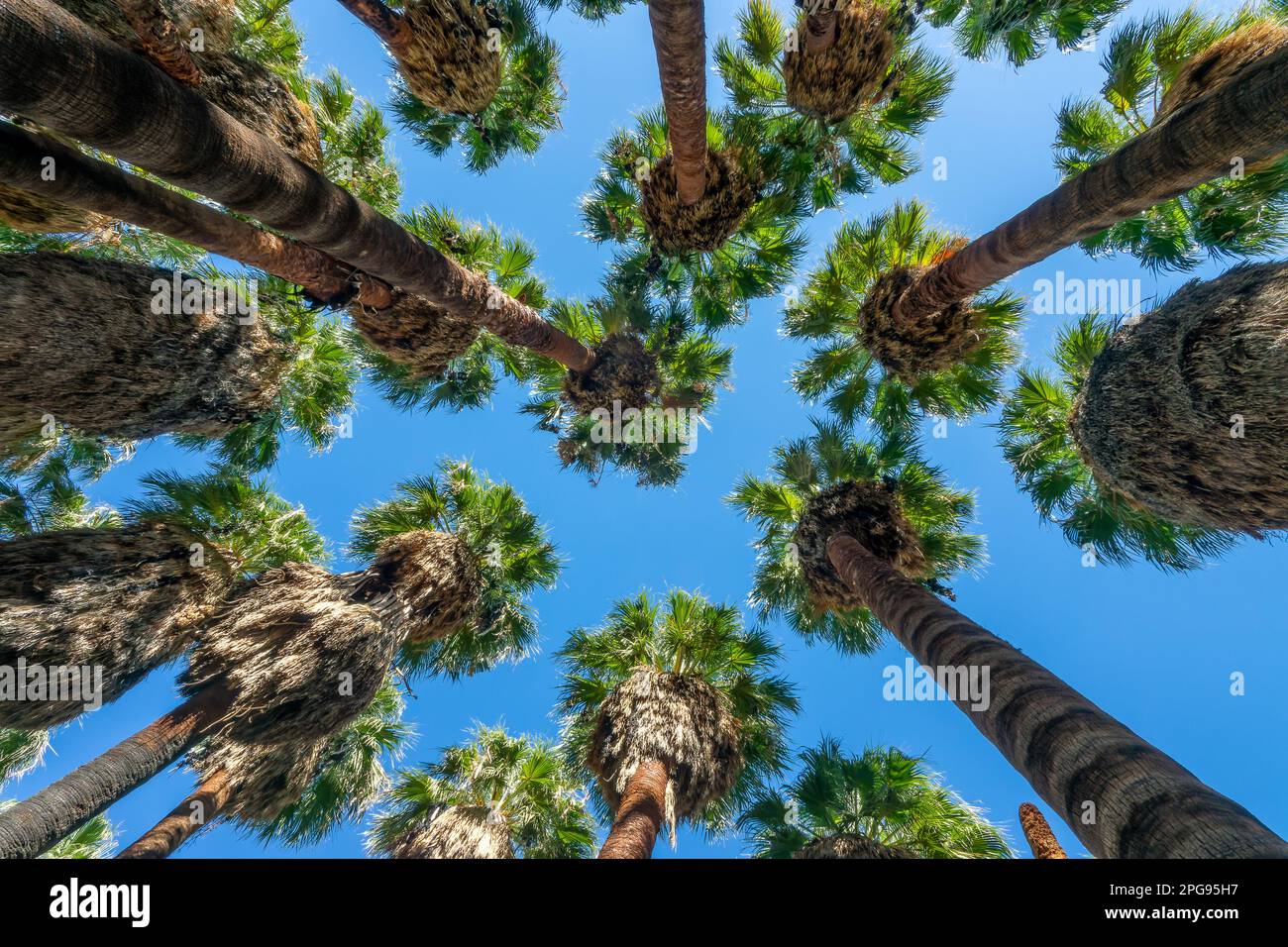 Blick auf einheimische kalifornische Palmen in Indian Canyons, Palm Springs Stockfoto