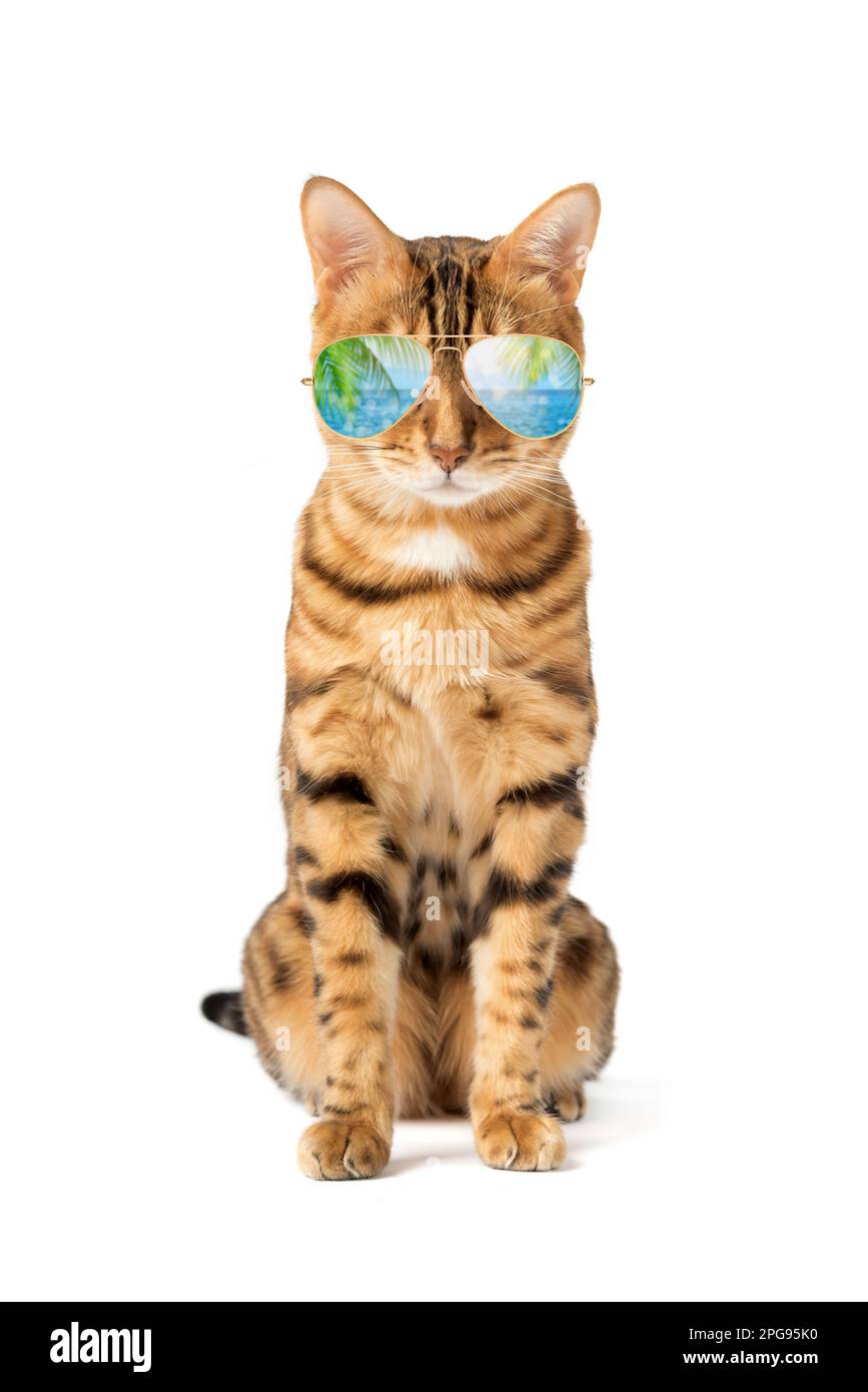 Eine Katze in einer kühlen Sonnenbrille mit einem Spiegelbild von Palmen und dem Meer auf weißem Hintergrund. Stockfoto