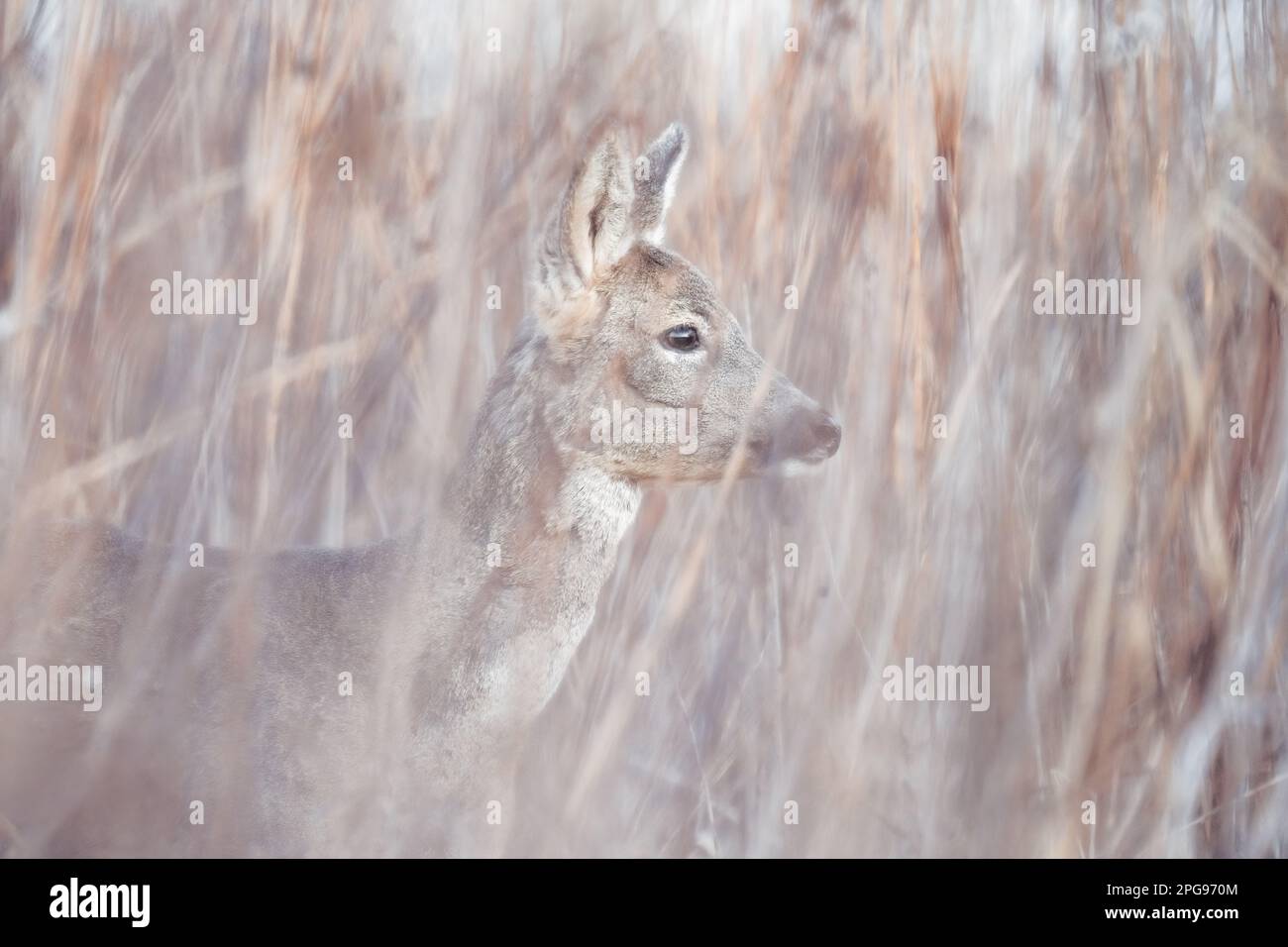 Rotwild im Versteck Stockfoto