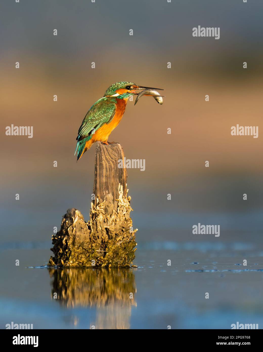 Eisvogel auf einem Ast Stockfoto