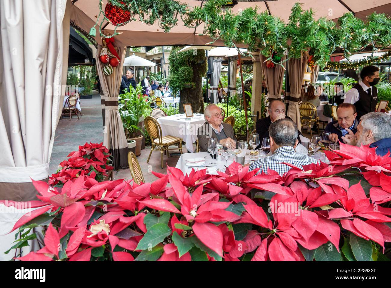 Mexiko-Stadt, Polanco, Poinsettias, männliche Männer, Erwachsene, Einwohner, Senioren Bürger, Rentner Rentner, Rentner, Rentner, Rentner, Rentner, Pensionierung, o Stockfoto
