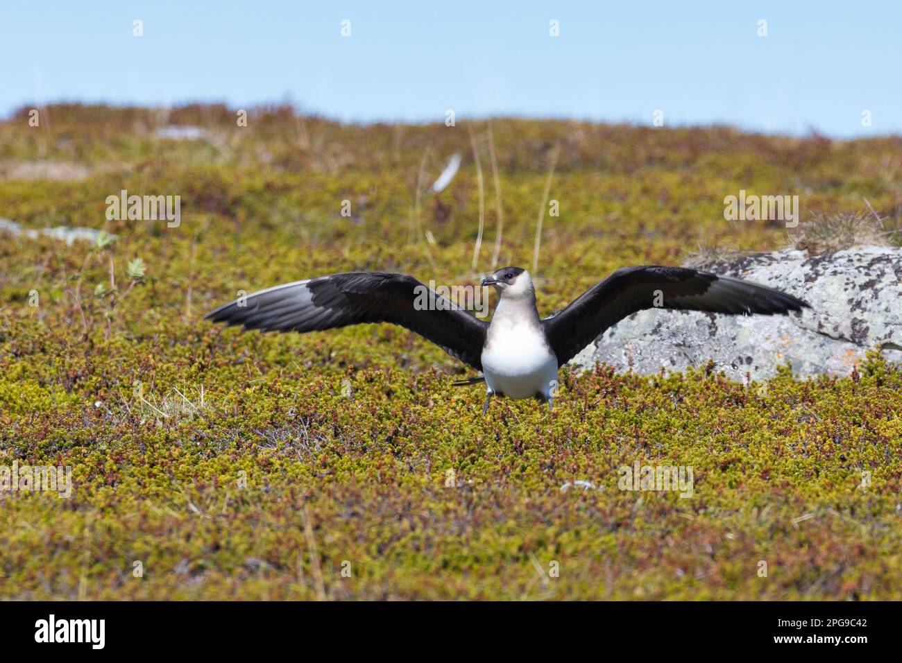 Schmarotzer-Raubmöwe, Schmarotzerraubmöwe, helle morphe, Raubmöwe, Raubmöwen, Stercorarius parasiticus, parasitischer Jaeger, Arctic Skua, parasitischer Skua, Stockfoto