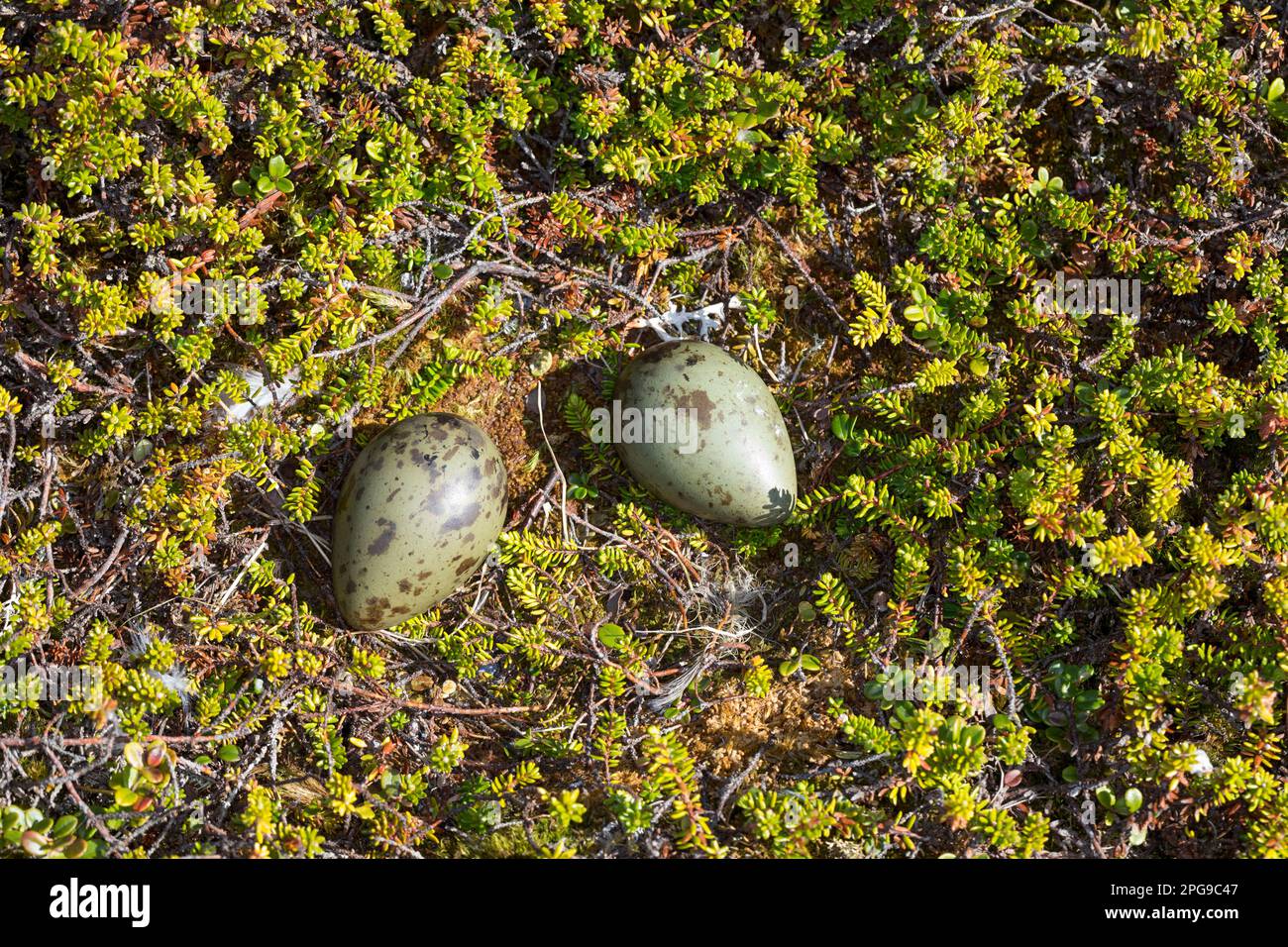 Schmarotzer-Raubmöwe, Schmarotzerraubmöwe, Gelege, Ei, Eier, Nestin der Tundra, Raubmöwe, Raubmöwen, Stercorarius parasiticus, parasitischer Jaeger, Arcti Stockfoto