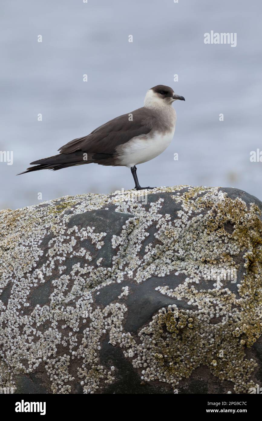 Schmarotzer-Raubmöwe, Schmarotzerraubmöwe, helle morphe, Raubmöwe, Raubmöwen, Stercorarius parasiticus, parasitischer Jaeger, Arctic Skua, parasitischer Skua, Stockfoto