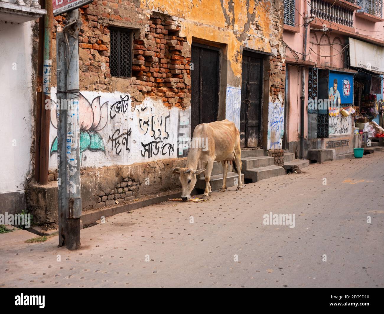 Eine Kuh, die in Murshidabad, Indien, auf der Straße spaziert. Stockfoto