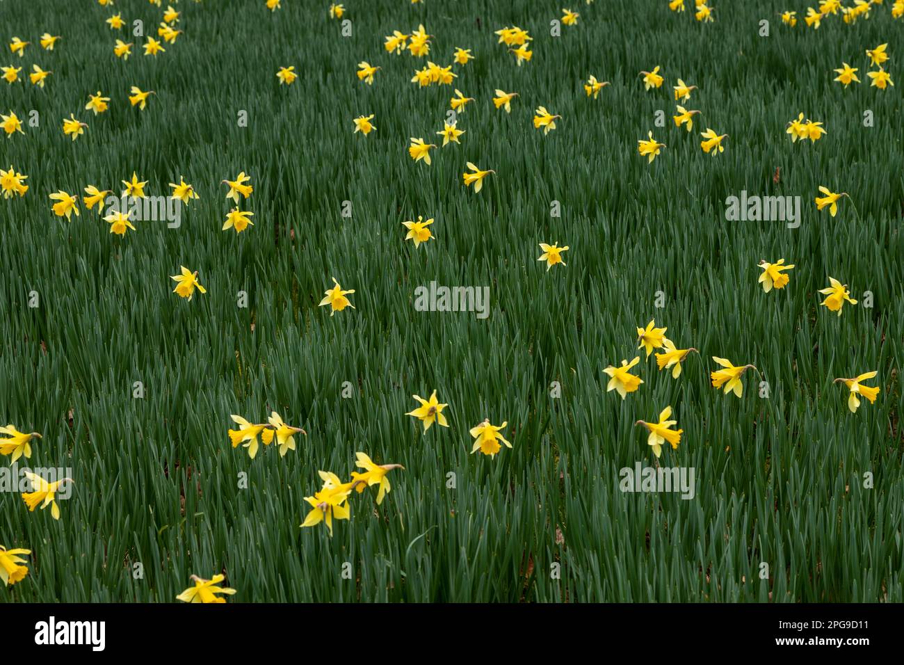 Blühende Narzissen im Frühling Stockfoto