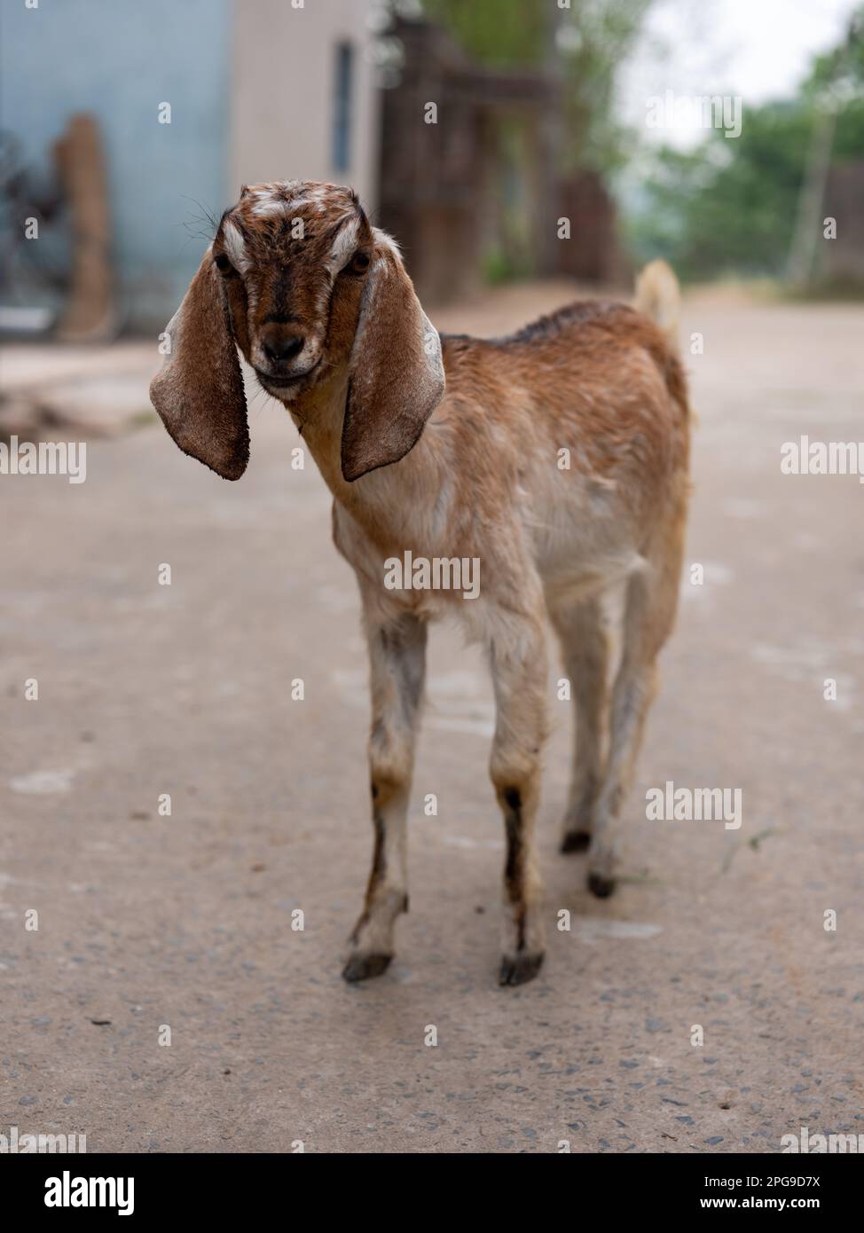 Eine junge Ziege in einer Straße in Murshidabad, Westbengalen, Indien. Stockfoto