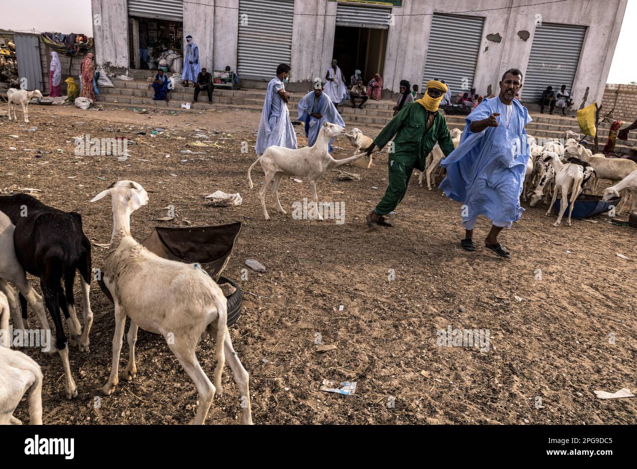 Brahim Ramdhane (rechts), ehemaliger Sklave und Gründer seiner NGO Sahel Fondation, hier auf dem Ziegenmarkt in Nouakshott in Mauretanien. Fast jedes Wochenende reist er in seine Heimatstadt Boutilimit, um seine Familie zu besuchen. Er kämpft gegen die Sklaverei, gegen die Unterdrückung seines Haratin-Stammes und für faire Bildungsmöglichkeiten, seit er sich als Teenager befreit hat. Stockfoto