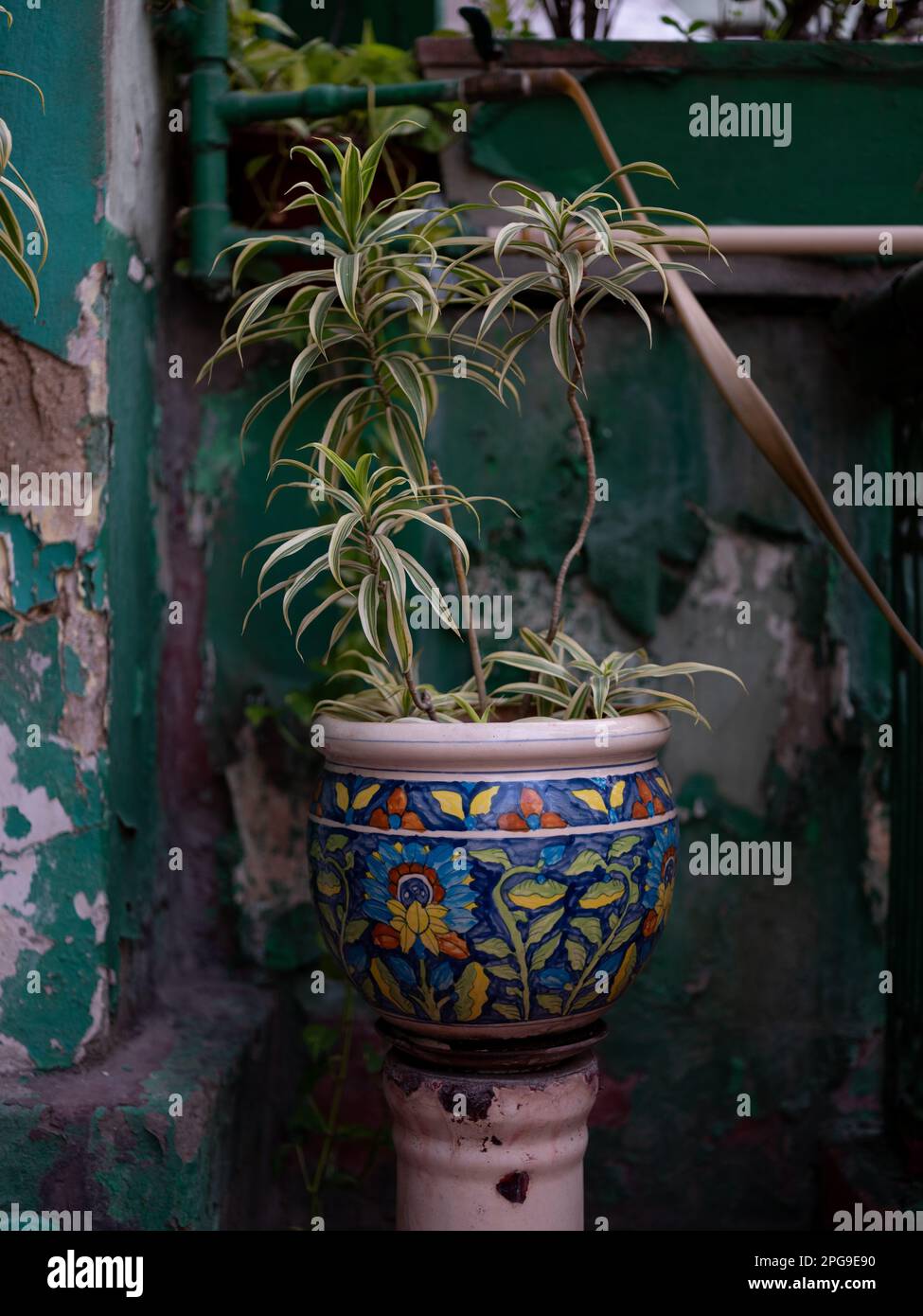 Blumen und Pflanzen auf dem Dach eines Gebäudes in Kalkutta, Indien. Stockfoto