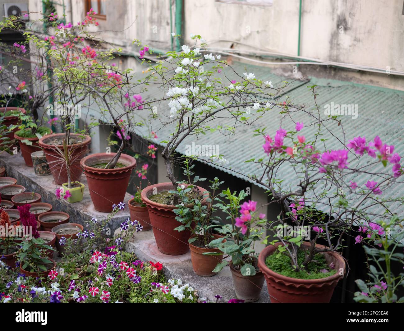 Blumen und Pflanzen auf dem Dach eines Gebäudes in Kalkutta, Indien. Stockfoto