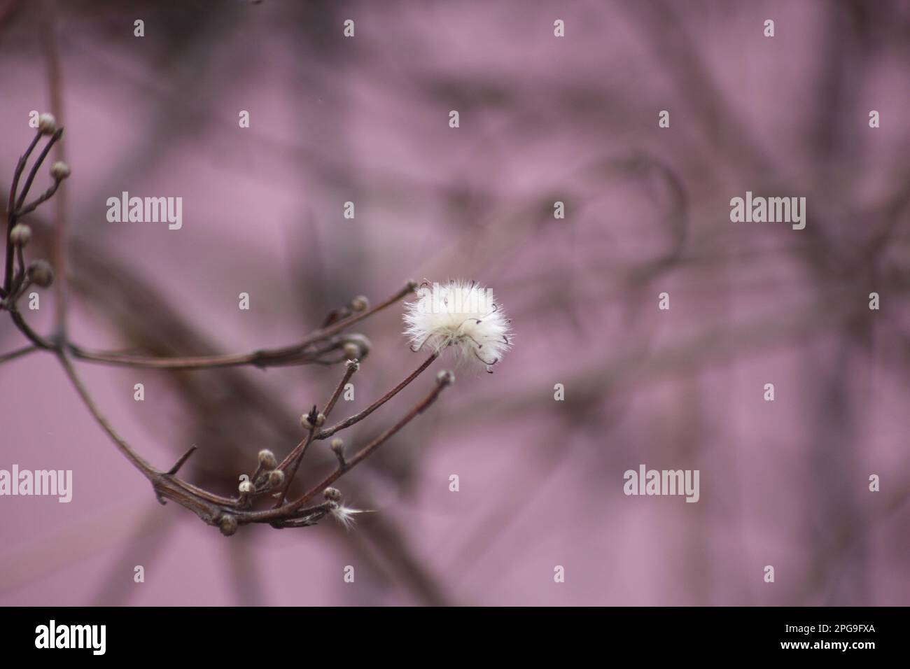 Makrofotografie in Timisoara. Alles ist Liebe, wenn man weiß, wie man die Welt um sich herum betrachtet. Stockfoto