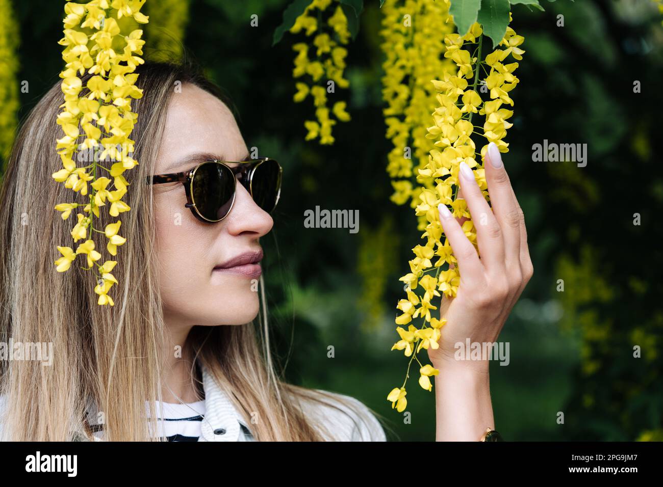 Eine Frau hält die Blüte von Laburnum anagyroides in der Hand Stockfoto