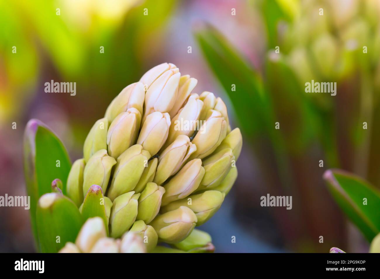 Nahaufnahme des Ballens mit geschlossenen Blumen von Veltheimia bracteata, Familie Asparagaceae, Makrofoto Stockfoto
