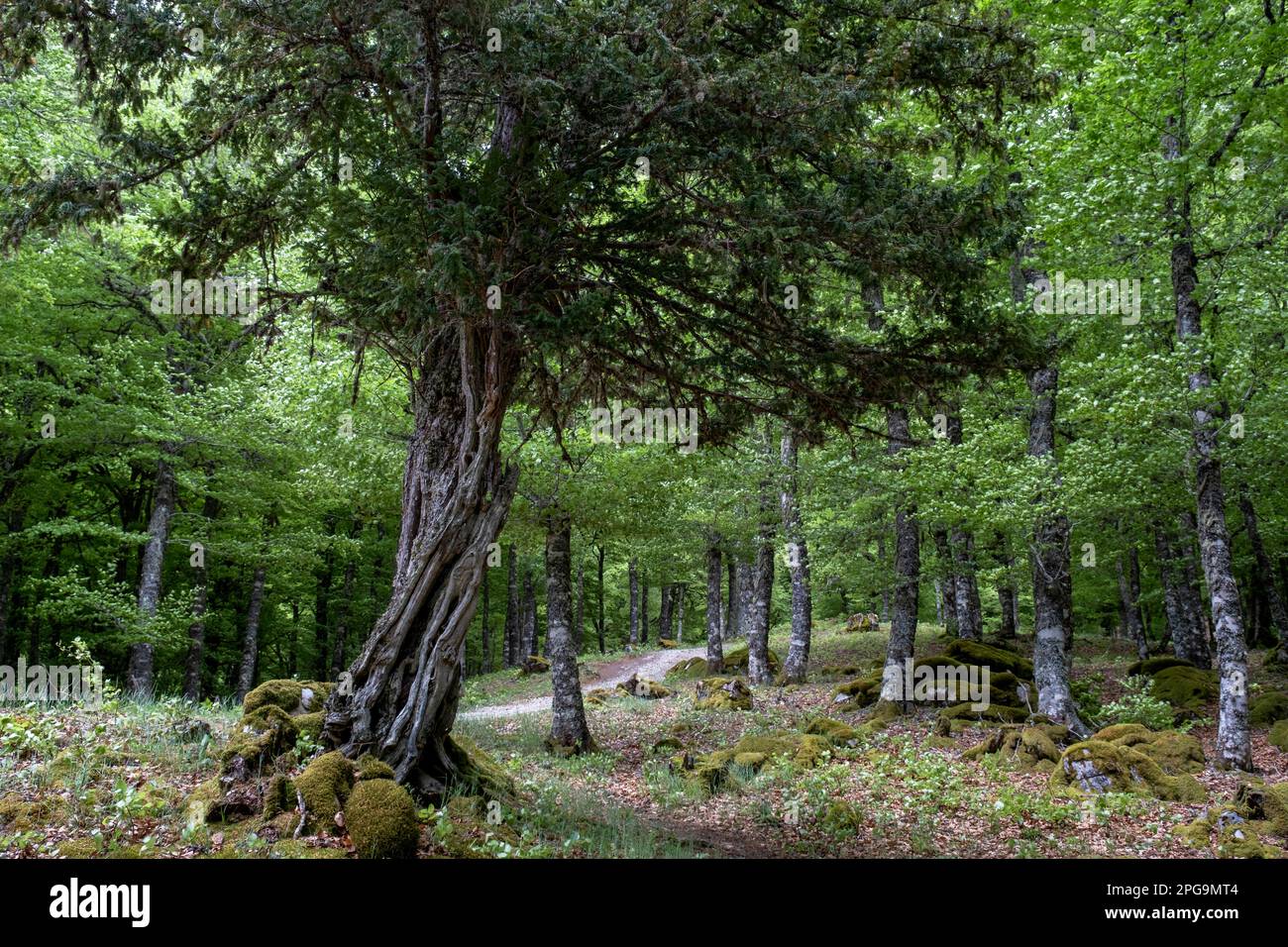 Europäischer Eibenbaum (Taxus baccata) in einem Buchenhain (Fagus sylvatica) Stockfoto