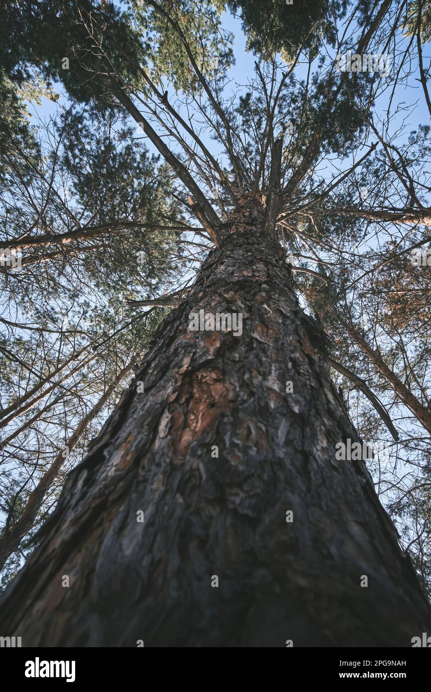 Hohe Kiefer im Wald in Nahaufnahme mit Blick von unten Stockfoto