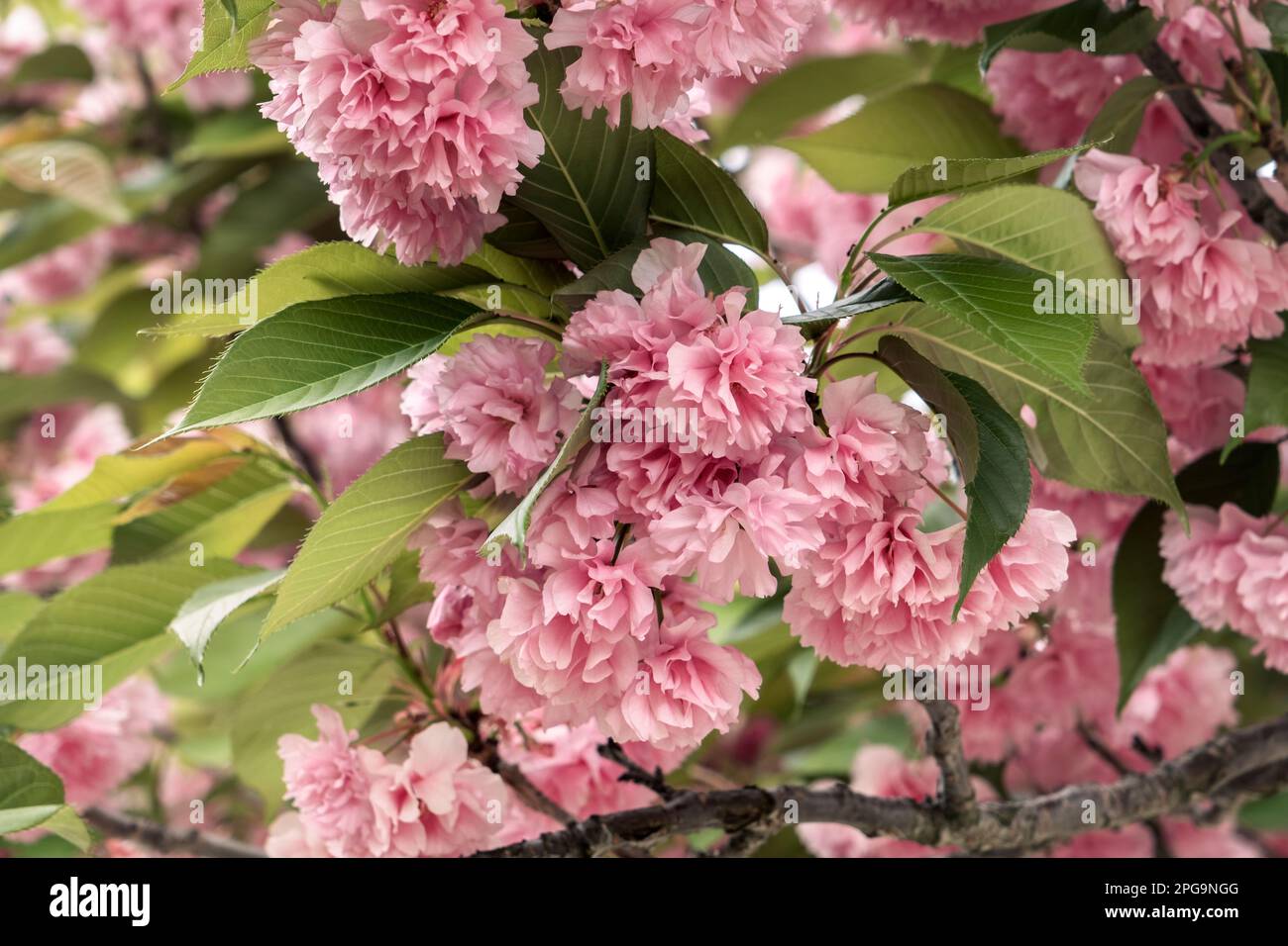 Japanische Kirschblüten (Prunus serrulata), rosa Blüten Stockfoto