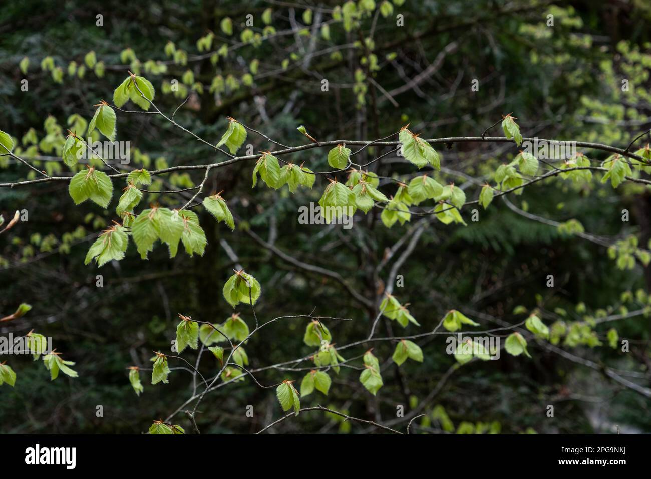 Europäische Buche (Fagus sylvatica) frisches grünes Frühlingsblatt, selektiver Fokus Stockfoto
