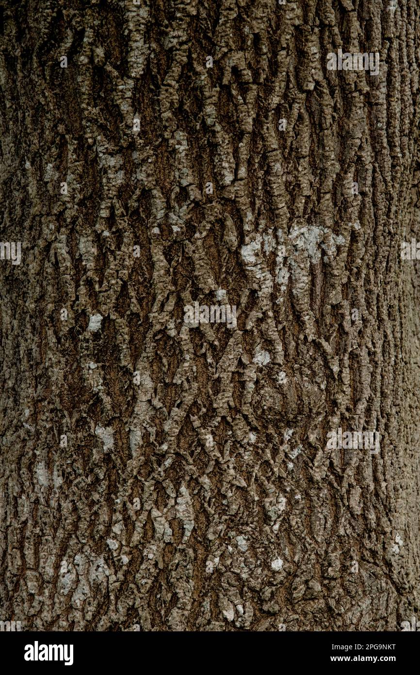 Schmalblättrige Asche (Fraxinus angustifolia) mit strukturierter Rinde Stockfoto