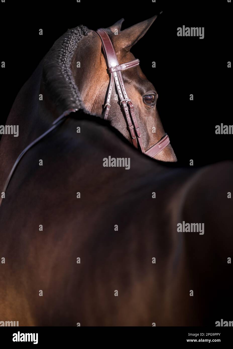 Dezenter schwarzer Hintergrund mit Platz für künstlerische Fotografie von Pferden für kommerzielle Zwecke. Stockfoto