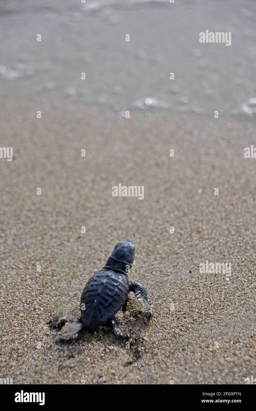 piccolo di tartaruga Marina caretta caretta, litorale salerniitano, battipaglia, salerno, kampanien italia Stockfoto