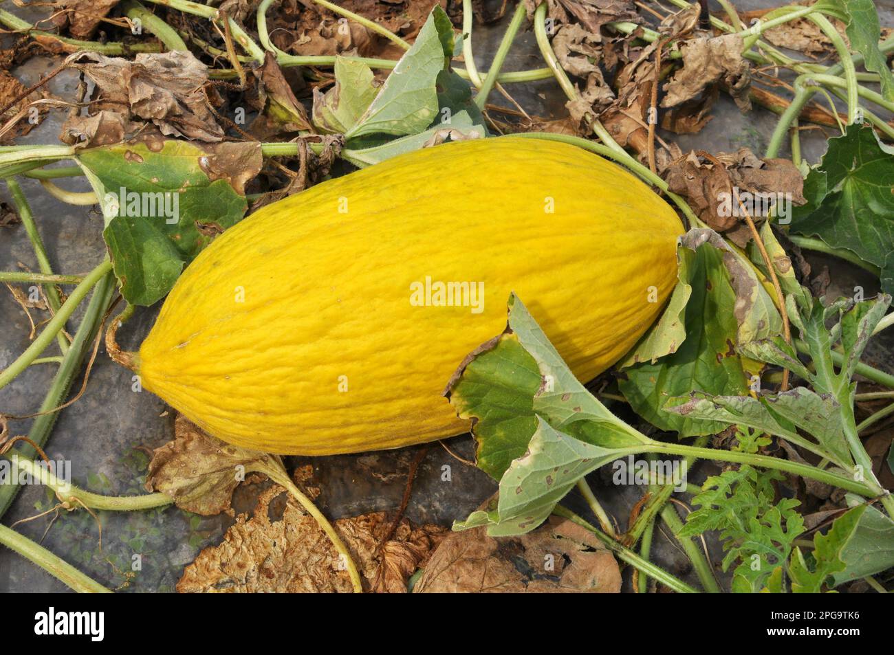 Gelbe Melone wächst in offenem organischen Boden Stockfoto