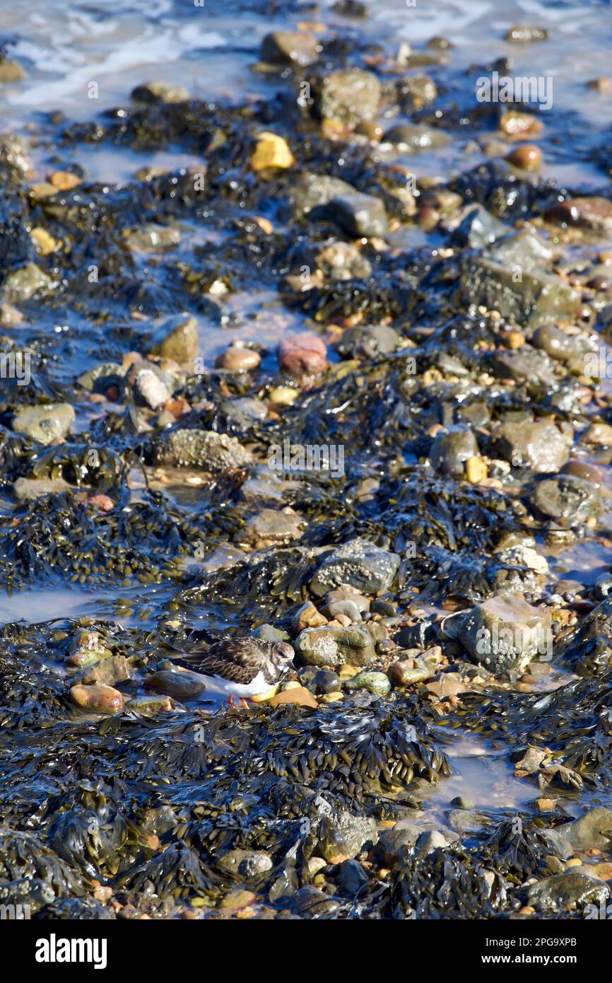 Turnstone Arenaria liegt am Ufer von Harwich gegenüber dem Hafen von Felixstowe. Stockfoto