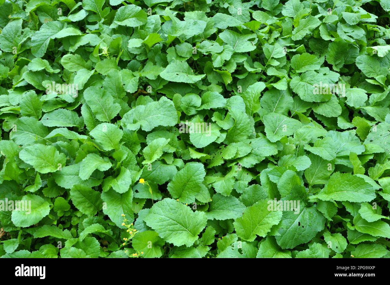 Senfsprossen für organische Düngemittel — Gründung (Siderate) Stockfoto