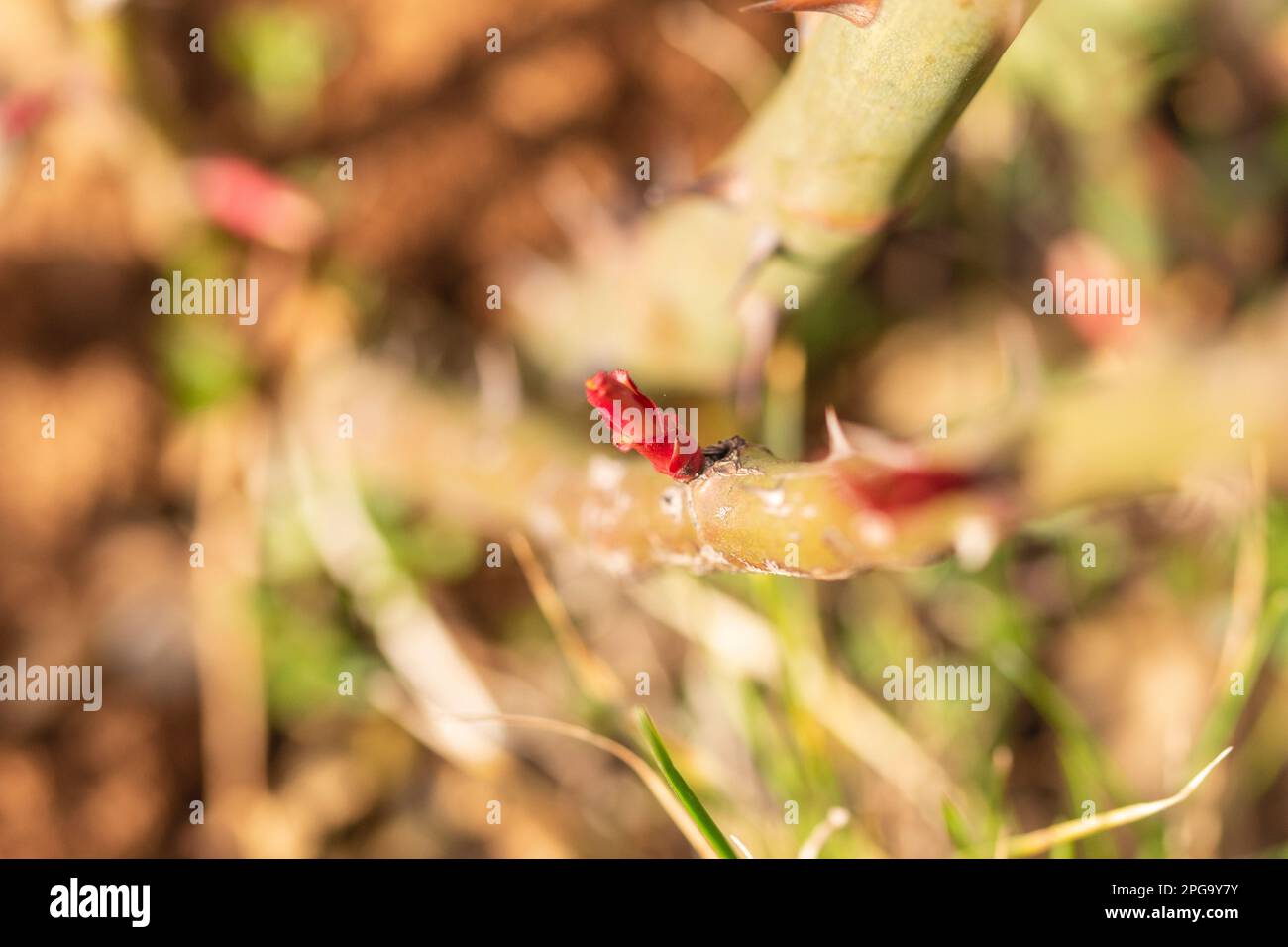 Rosen und ihre sehr jungen Knospen im Frühling an einem warmen, sonnigen Tag in fotografischer Vergrößerung und Nahaufnahme. Stockfoto