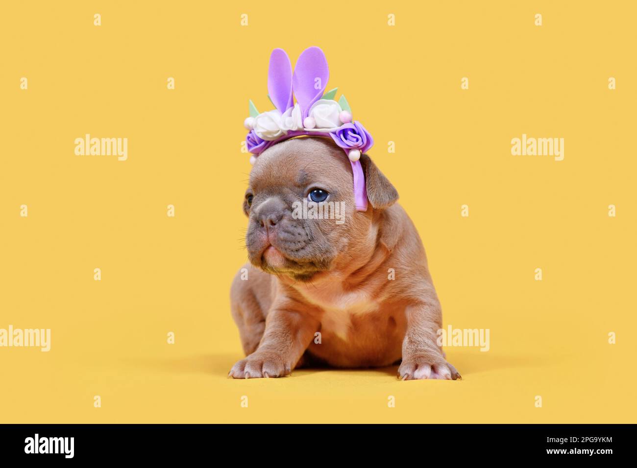 Französischer Bulldog Hündchen verkleidet als Osterhasen mit Hasenohren Stirnband mit Blumen auf gelbem Hintergrund Stockfoto