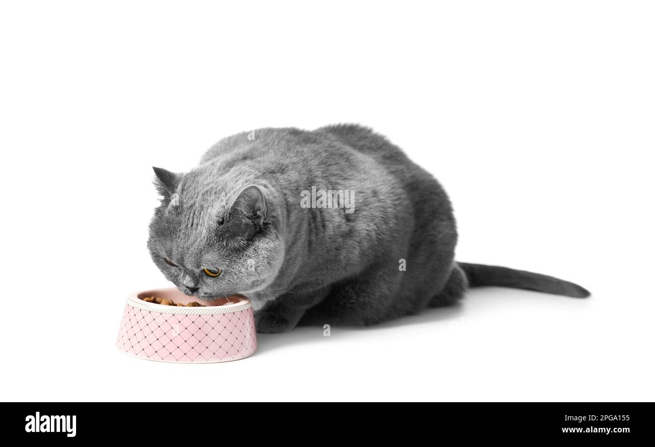 Eine fette graue britische Katze isst trockenes Futter für übergewichtige Katzen aus einer rosafarbenen Keramikschüssel auf weißem Hintergrund. Stockfoto