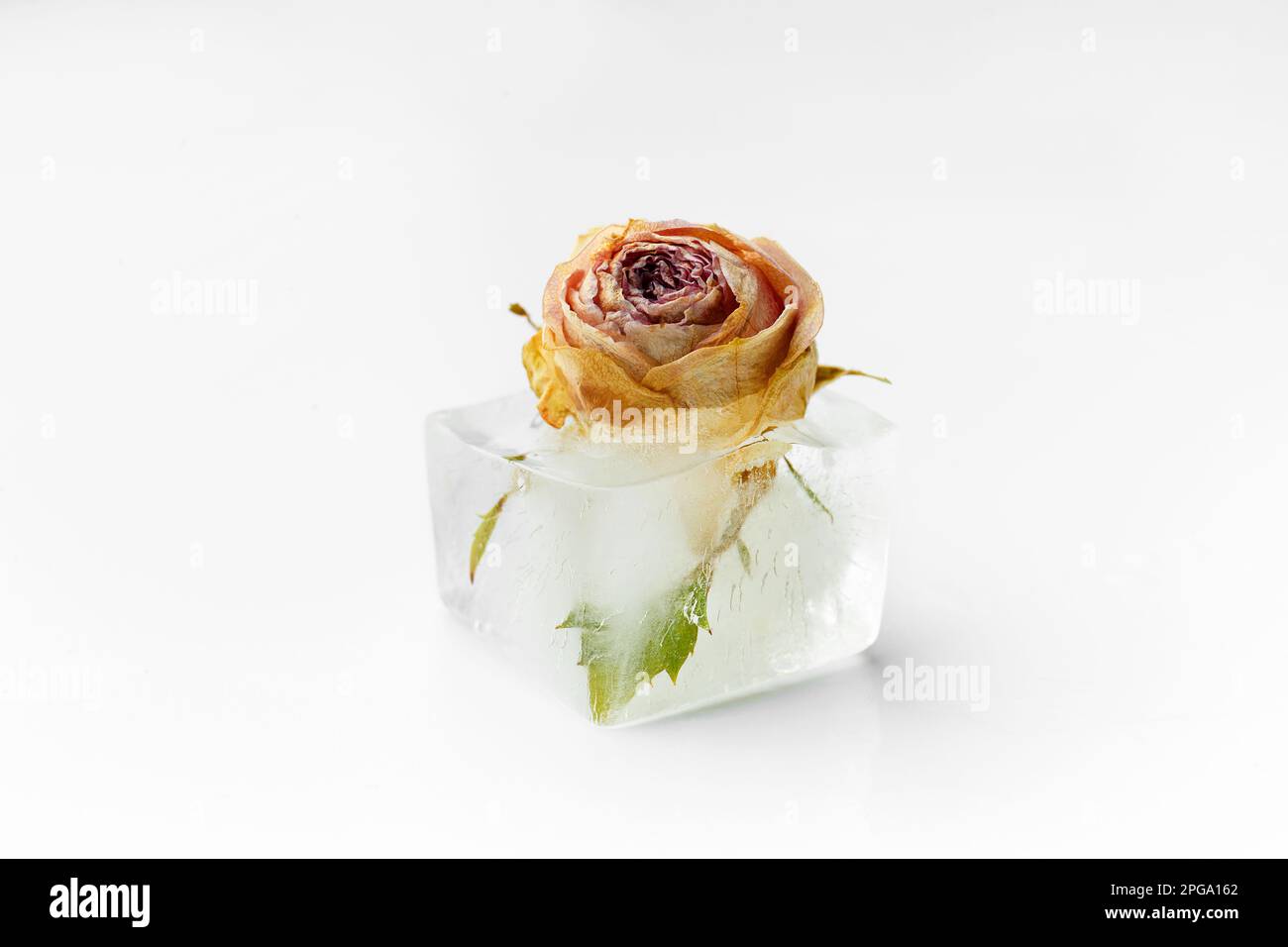 Konzeptionelle Zusammensetzung Rosenknospe im Eiswürfel, Rosenblume im Eis. Stockfoto