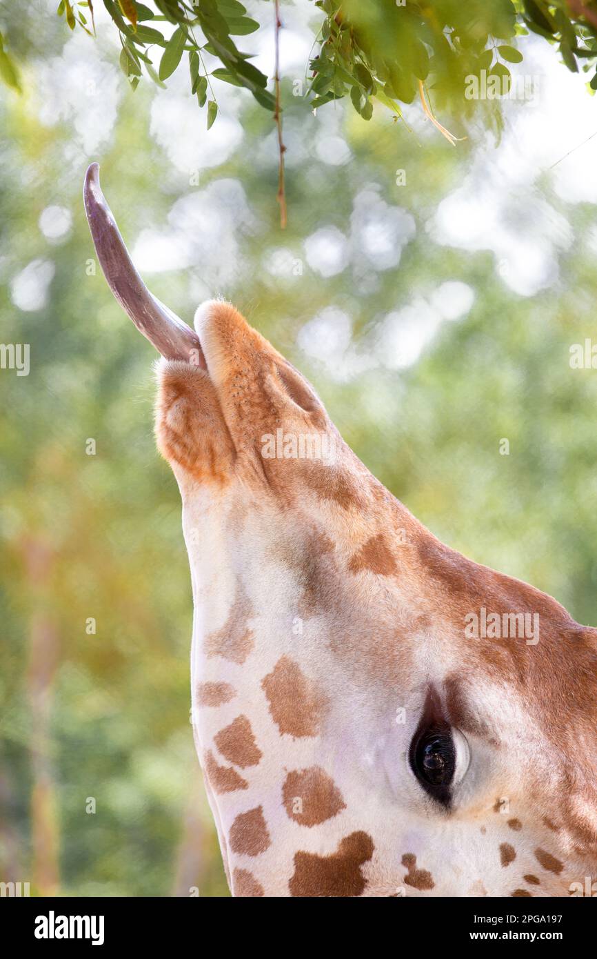 Giraffe, die grüne Blätter isst, im Nahporträt, die Giraffe steckte sich die Zunge heraus, um die Blätter vom Baum zu bekommen und zu essen. Stockfoto