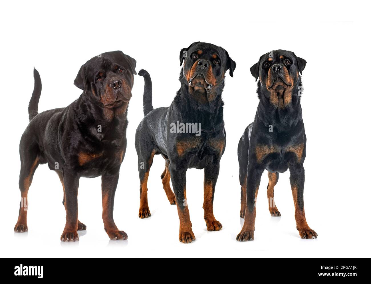 Reinrassige Rottweiler vor weißem Hintergrund Stockfoto