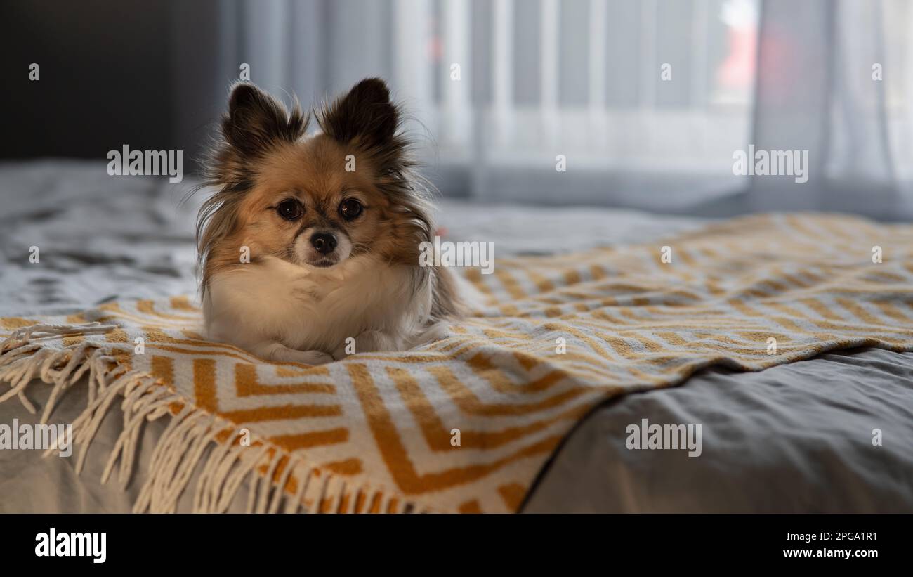 Chihuahua-Säugetiere entspannen sich im Bett auf einer Decke mit einem Fenster dahinter. Stockfoto